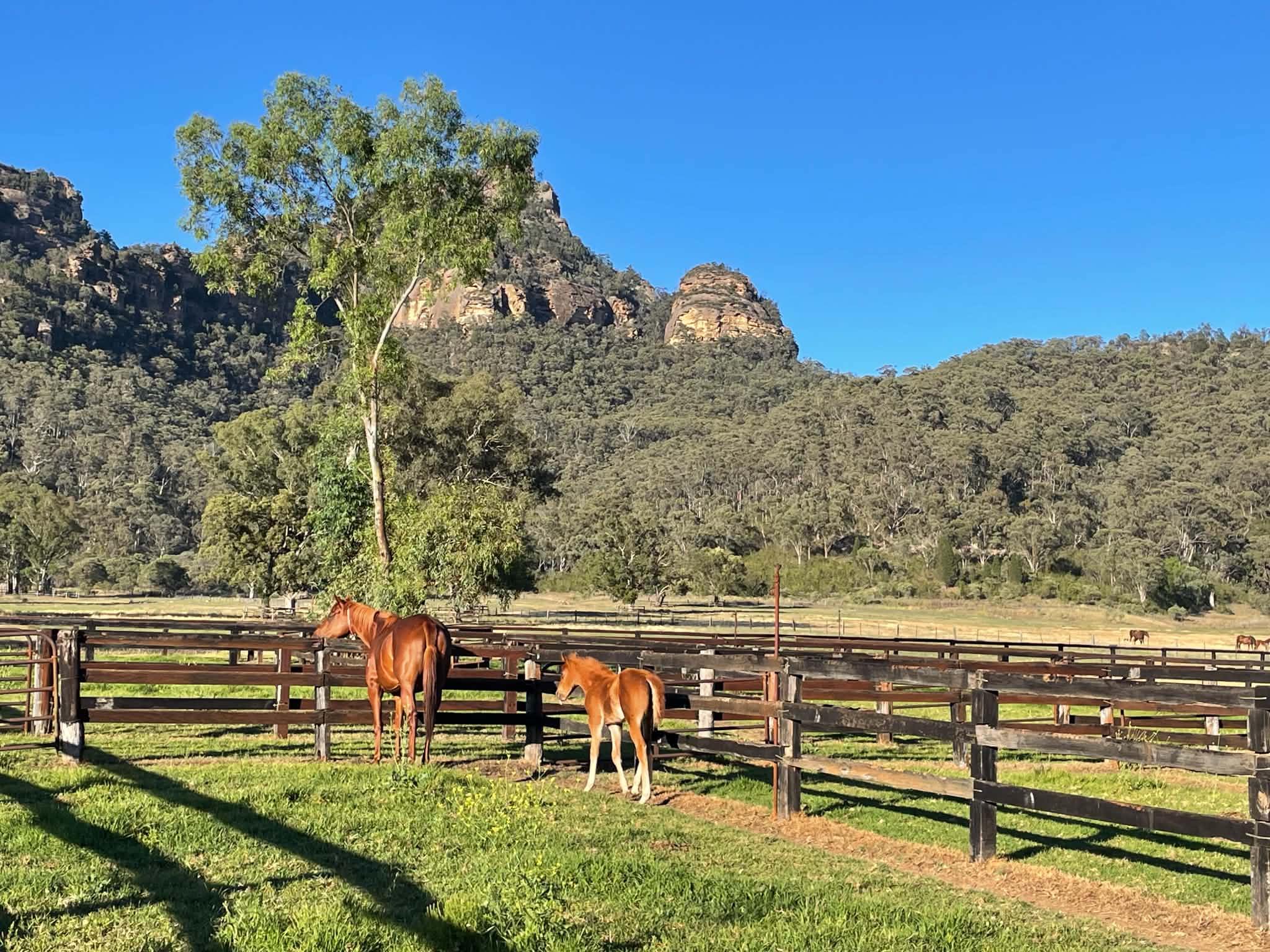 Chevaux et grands espaces dans une ferme australienne