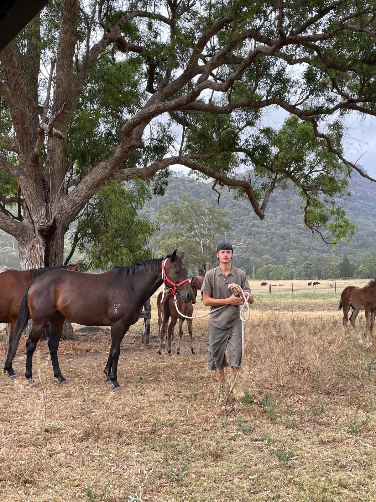Lorenzo travaillant avec des chevaux dans une ferme australienne